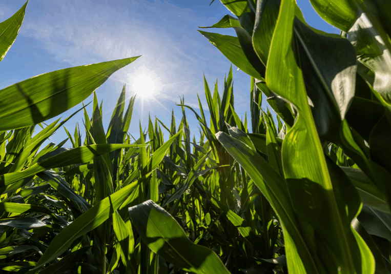 Ringneck Energy - Ethanol Information - Corn Stalks
